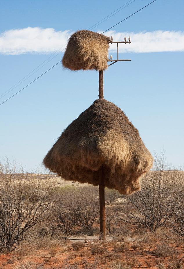 在南非打个电话，或许你的声音会穿过织巢鸟的巢穴