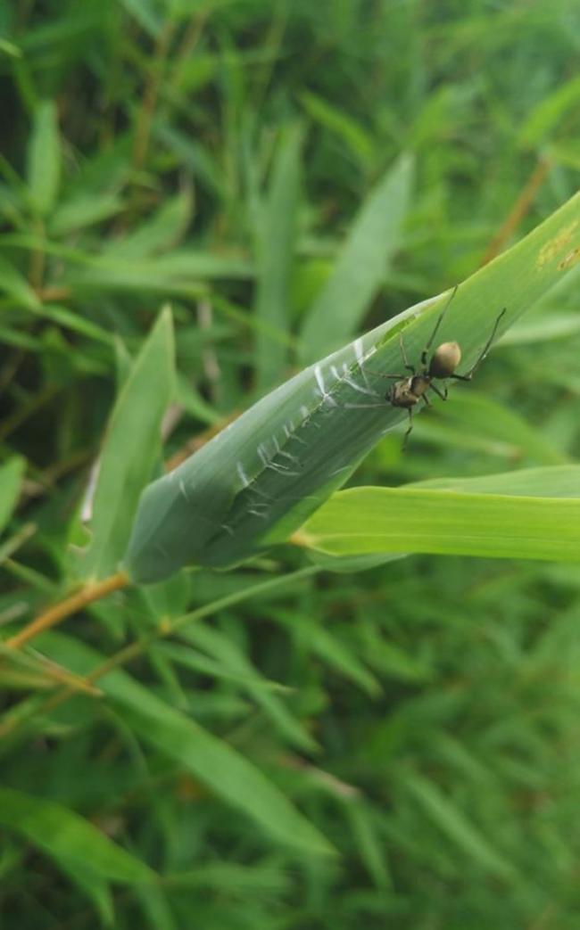 一只雌性大托歇蛛在野外布置它的巢穴。 PHOTOGRAPH BY RUI-CHANG QUAN
