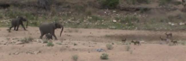南非英格威拉拉自然保留区母象奋力保护象宝宝不受一群非洲野犬伤害