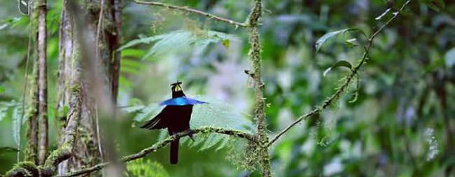 大洋洲国家巴布亚新几内亚发现全新鸟类物种“福格科普” 外型酷似天堂鸟