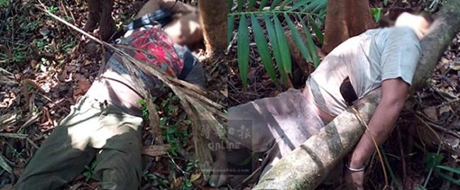 马来西亚砂拉越2村民采野菜蹲树下拨弄蛇窝 激怒蛇群被咬死
