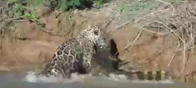 南美洲河边美洲豹捕食凯门鳄视频令人震惊
