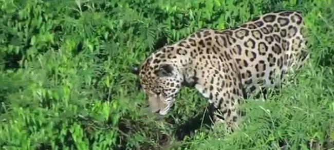 南美洲河边美洲豹捕食凯门鳄视频令人震惊