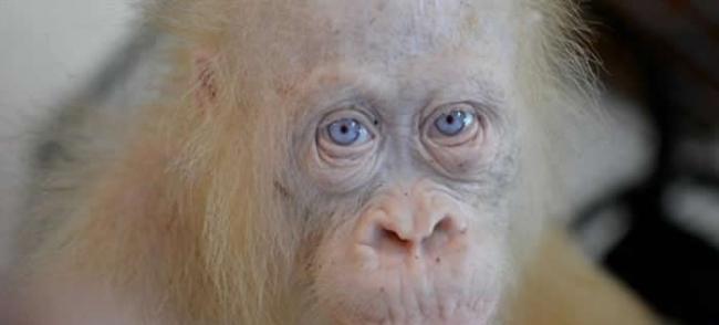 超罕见白子红毛猩猩于印尼村庄获救
