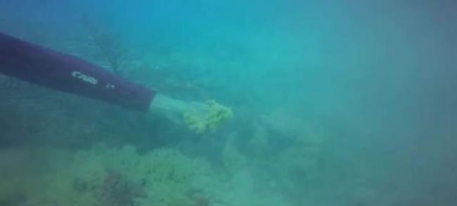 潜水员检视珊瑚的情况