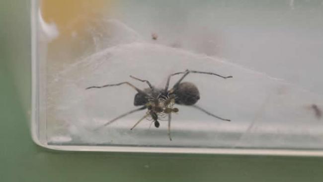在实验室内的蛛巢里，可见一群三日龄的幼蛛附在母蛛的身体下方。 PHOTOGRAPH BY RUI-CHANG QUAN