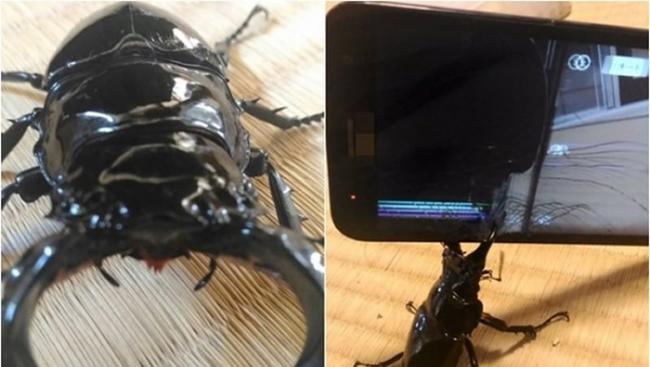 日本网友测试：大黑艳锹形虫大颚一夹 手机屏幕即碎裂成蜘蛛网状