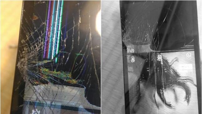 日本网友测试：大黑艳锹形虫大颚一夹 手机屏幕即碎裂成蜘蛛网状