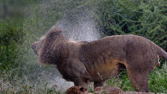 非洲坦桑尼亚雄狮狂甩鬃毛弄湿雌狮