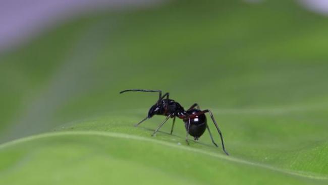 这种拟态几可乱真，但这不是一只蚂蚁，是一只跳蛛科的成年雌性大托歇蛛（Toxeus magnus）。 PHOTOGRAPH BY RUI-CHANG QUAN