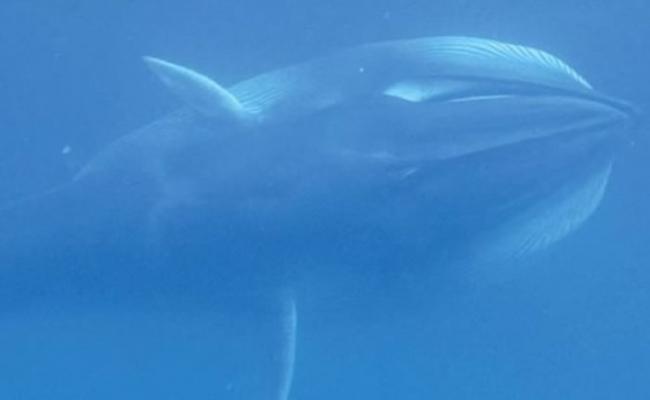 美国海洋研究组织搜寻10年在马达加斯加发现新品种鲸鱼“角岛鲸”
