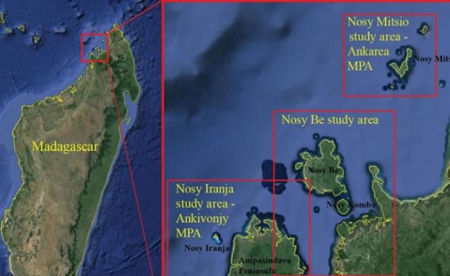 美国海洋研究组织搜寻10年在马达加斯加发现新品种鲸鱼“角岛鲸”