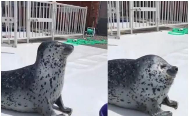 日本北海道纹别市海豹园区一只海豹波浪式摆动“避子弹”网上爆红