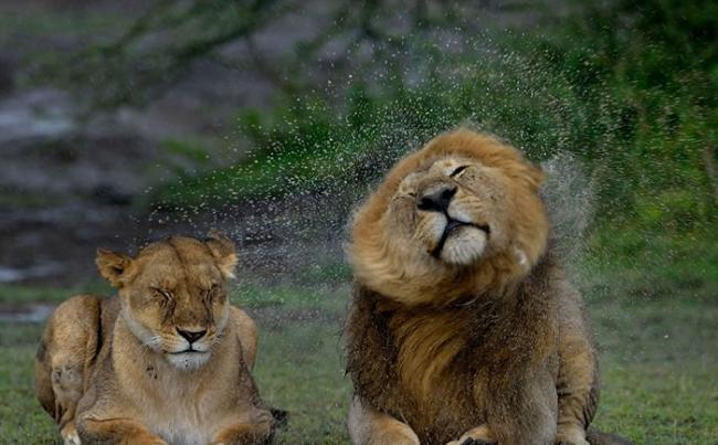 非洲坦桑尼亚雄狮狂甩鬃毛弄湿雌狮