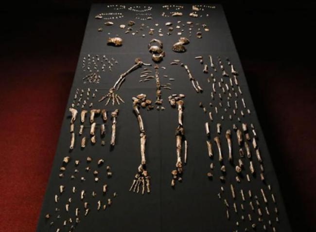 一组骨架以及这一新发现的人种的其他骨头组合。