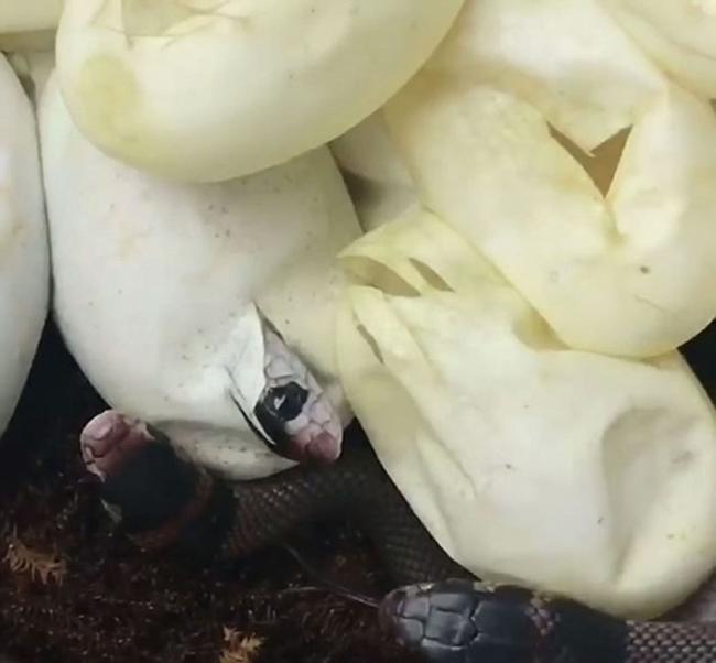 澳洲阿德莱德寒冷潮湿延孵化 东部啡眼镜蛇幼蛇破壳而出
