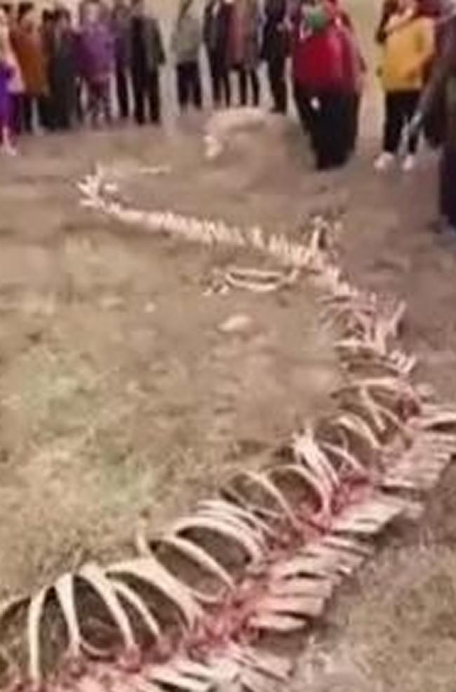 河北省张家口市惊见18米长龙骨？
