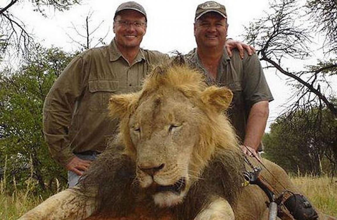 帕尔马(左)经常花大钱玩狩猎游戏。图中的狮子是它的猎物之一。