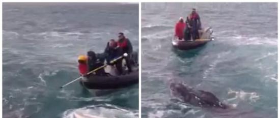 年幼座头鲸在新西兰首都海岸被困数小时后获救