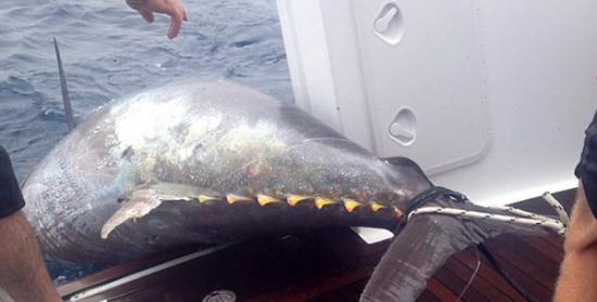 新西兰56岁女渔夫捕获411.6千克太平洋蓝鳍金枪鱼 或打破世界纪录