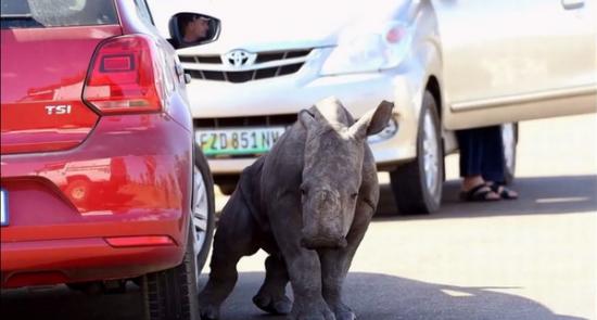 南非野生小犀牛因为妈妈遭盗猎流落街头