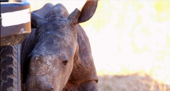 南非野生小犀牛因为妈妈遭盗猎流落街头