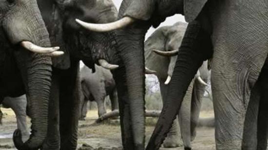 据估计，2011年，有40000头大象遭到猎杀，而缴获的非法象牙达到了41吨。2013年，缴获的非法象牙达到了51吨，这也让2013年遭到猎杀的大象数字很可能上