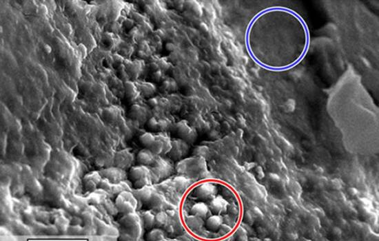 电子显微镜图像发现火星陨石Y000593的原始生命活动痕迹