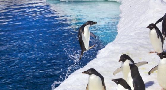 团结的企鹅等待同伴上水后，便一同离开。