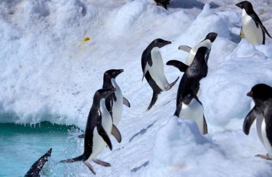在觅食后，一众企鹅陆续上岸。