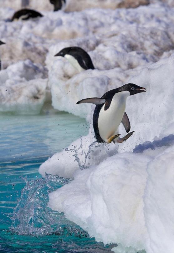 这些企鹅的上水方式甚为逗趣