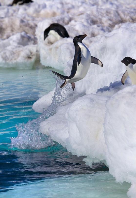企鹅们纷纷跃出水面