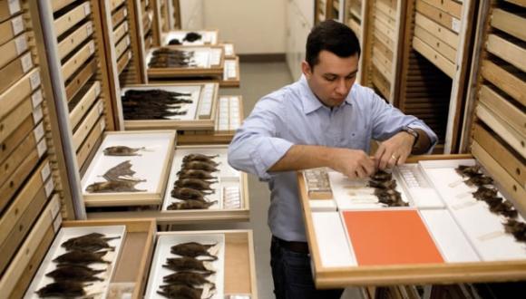 在美国华盛顿特区史密森学会一个房间中，Ricardo Moratelli正在研究数百只死蝙蝠――它们的翅膀整齐地折叠着。
