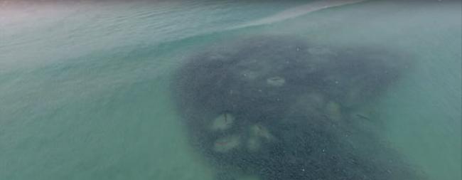 澳洲芬戈尔湾海滩大批鲻鱼涌现吸引鲨鱼空群出动