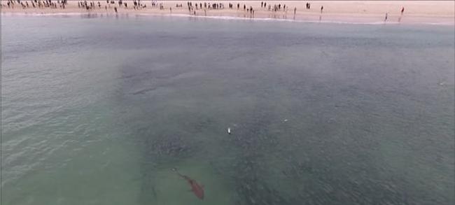 澳洲芬戈尔湾海滩大批鲻鱼涌现吸引鲨鱼空群出动
