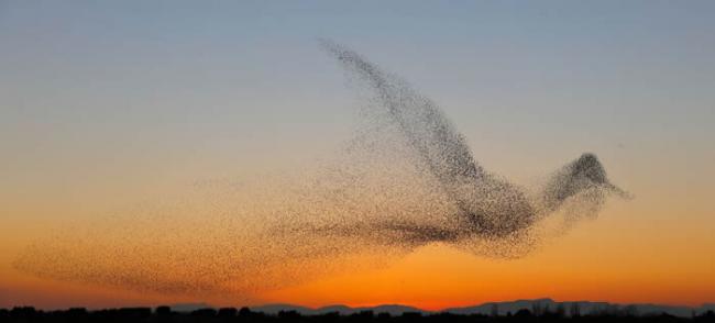 德国摄影师到西班牙度假时意外拍到获金奖照片：椋鸟群飞排成巨鸟