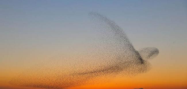 德国摄影师到西班牙度假时意外拍到获金奖照片：椋鸟群飞排成巨鸟