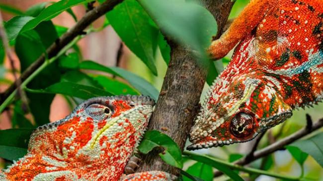 马达加斯加两只公七彩变色龙，变成红色警戒彼此，要开战啦！ / PHOTOGRAPH BY CHRISTIAN ZIEGLER, NATIONAL GEOGRAP