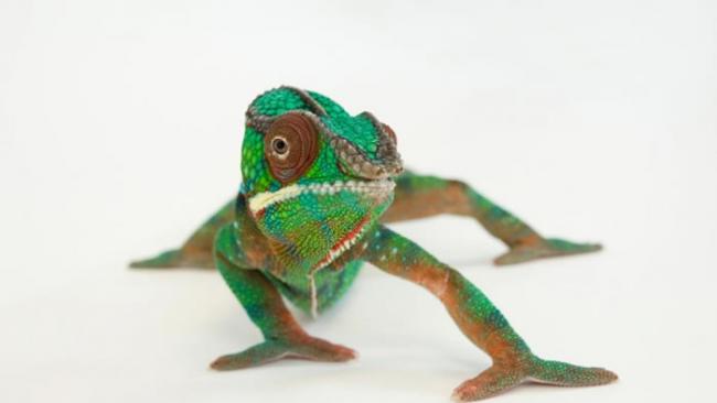 林肯儿童动物园的七彩变色龙（panther chameleon / Furcifer pardalis）变成了一身绿。 / PHOTOGRAPH BY JOEL