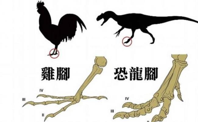 鸡脚与恐龙脚的分别。