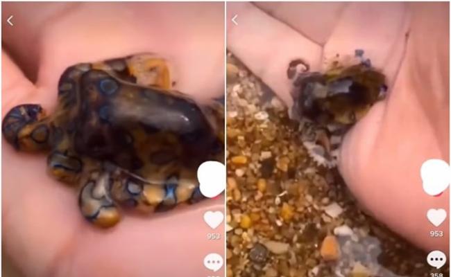中国游客在澳洲达尔文海滩把玩剧毒蓝环章鱼 网民：把死神握在手中