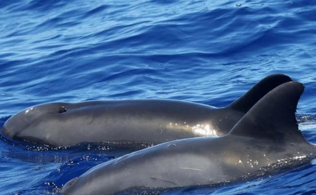 该杂交“鲸豚”的母亲（后）是甚少在夏威夷水域出没的瓜头鲸。