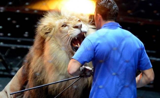 鞭子用于训练狮子等凶猛动物。