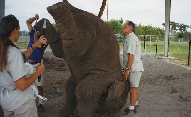 有训练员会以象刺棒对待大象。