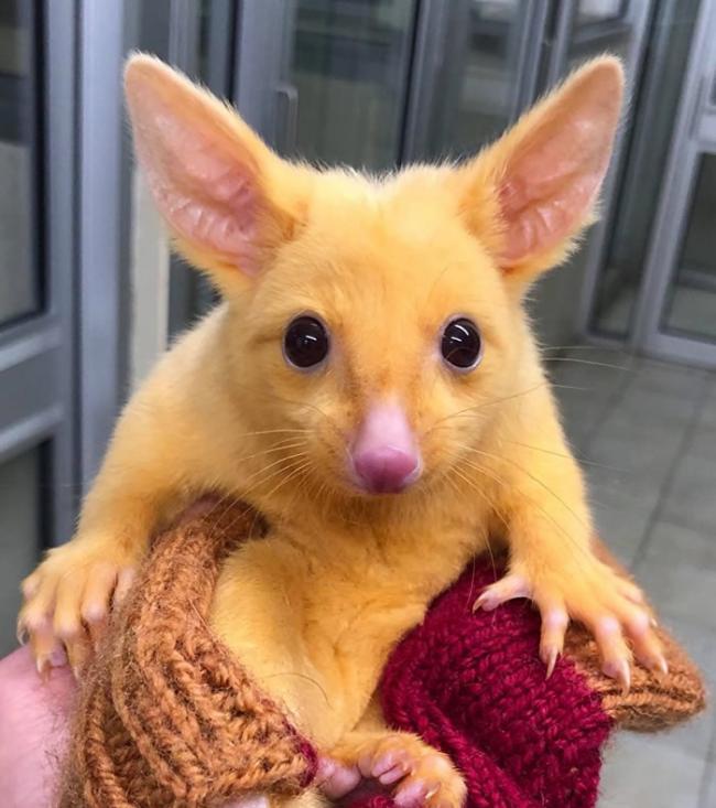 澳大利亚墨尔本野外发现口袋妖怪“皮卡丘”：颜色发生突变的负鼠
