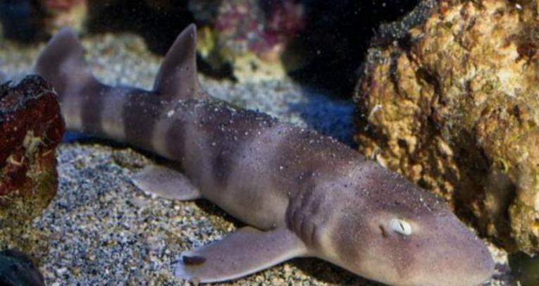 雌性斑竹鲨体内储藏雄性精子近4年后才产卵