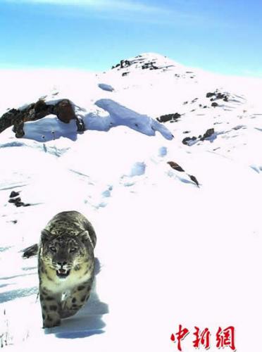 四川甘孜州石渠县洛须自然保护区拍到多张雪豹高清照
