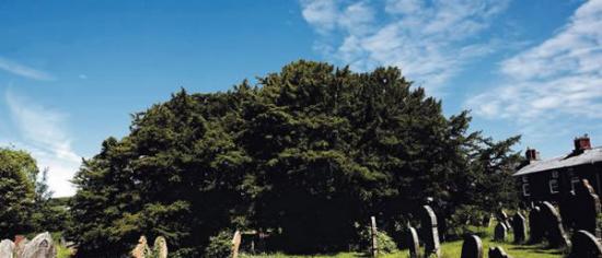 英国墓地发现最老紫衫 树龄至少5000岁