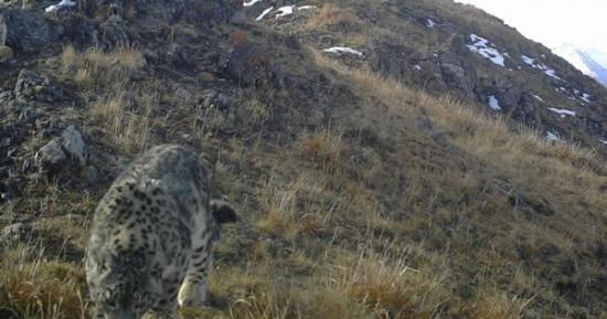 四川甘孜州石渠县洛须自然保护区拍到多张雪豹高清照
