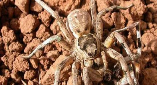 最新研究表明侵略型Lycosa hispanica雌蜘蛛会在交配之前将“新郎”吞食